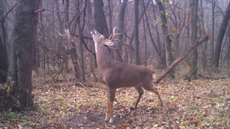 big_buck_scent_marking_a_hodag_licking_branch_mock_scrape_setup-b37f