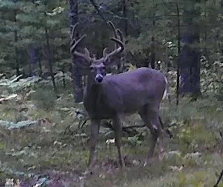 big northern wisconsin buck