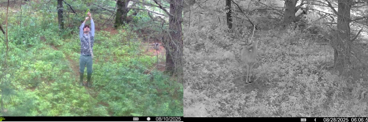 best_spot_to_make_a_hemp_rope_scrape_for_deer_hunting