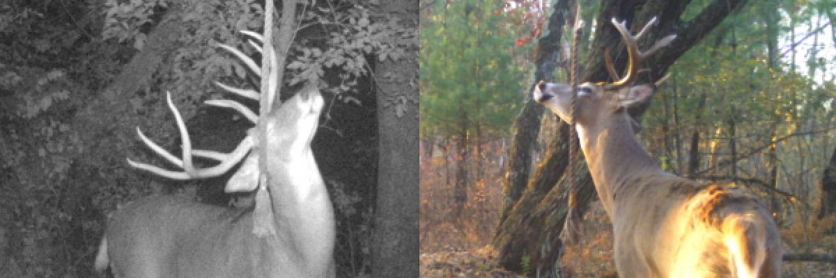 bucks_dropping_glandular_scent_naturally_on_rope_scrape