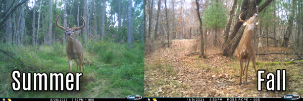 how_deer_use_scrapes_summer_vs_fall